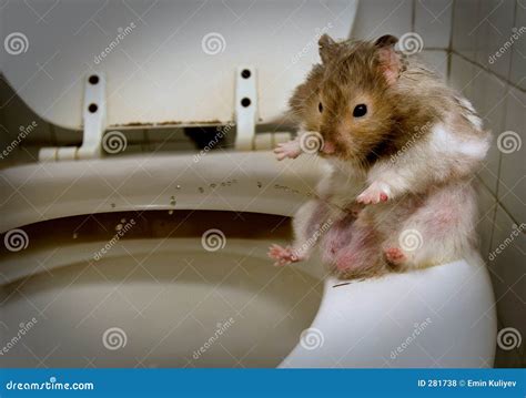 piss hamster|Perverted Cum And Piss Games In The Morning X Hamster 720